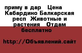приму в дар › Цена ­ 1 - Кабардино-Балкарская респ. Животные и растения » Отдам бесплатно   
